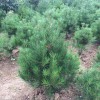 4米白皮松_藍田鈺尚_陜西白皮松樹木大量供應