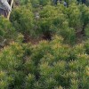 白皮松苗_鈺尚_藍田白皮松價格現貨批發