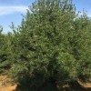 3.5米白皮松_白皮松苗木_白皮松廠家