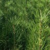 1.5米白皮松_白皮松樹木_藍田鈺尚白皮松種植廠家