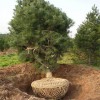 6米白皮松_陜西鈺尚_精品白皮松樹木廠家直銷