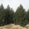 3米白皮松_鈺尚_綠化樹苗_存活率高銷售