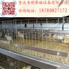 育雛籠 雛雞籠 蛋雞育雛籠 肉雞育雛籠 脫溫籠