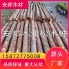 杉木樁 原產地批發 好貨源 好品質 歡迎來電洽談