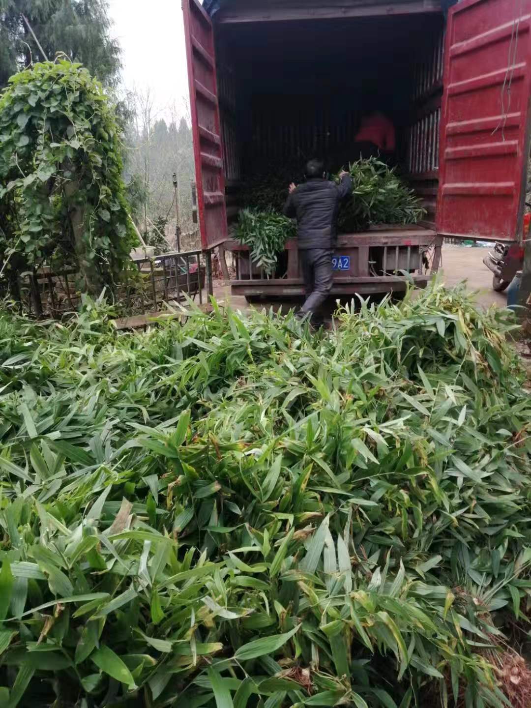 黃精苗12.jpg