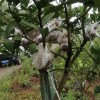 佛手嫁接苗（隔年開花，有效益，包成活，包技術(shù)，包回收）