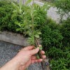 薄荷苗 薄荷苗批發(fā)價 薄荷苗哪里有賣 薄荷苗多少錢一株（包技術(shù) 包回收）