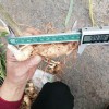 黃精種（包技術(shù) 包回收）