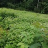 黃柏兩年苗（包技術(shù) 包回收 包成活）