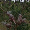 佛手苗多少錢一棵 佛手苗批發(fā) 佛手苗批發(fā)價(jià)格