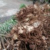 四川黃精種種植基地 四川黃精種 四川黃精種批發（包技術 包回收）