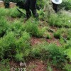 四川成都天冬苗基地 四川成都天冬苗 四川成都天冬苗基地批發(fā)