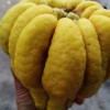成都佛手果 成都佛手果價格 成都佛手果基地
