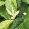 極白茶苗-茶苗