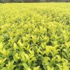中黃二號茶苗-基地