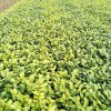 四川烏牛早茶苗價格