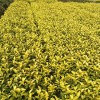 浙江烏牛早茶苗價格
