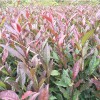 紫鵑茶苗-紫鵑茶苗基地直銷
