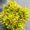 黃金芽茶苗-基地