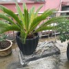 求索廠家直銷-大花盆塑料花盆-57*57厘米，歡迎來電咨詢