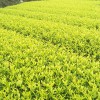 黃金芽茶苗-基地