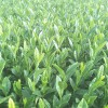 特早奶白茶苗-茶苗--特早奶白茶苗批發
