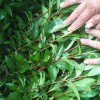 浙農117茶苗