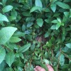 中茶108茶苗-賢平苗木