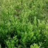 佛手苗，產地直銷，包技術，包回收質量保證，誠信經營