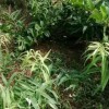 黃精三年苗，基地直銷，包技術，包回收