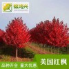 綠化工程用美國紅楓-美國紅楓報價表-錦鴻興-量大優惠