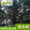 直徑40公分銀杏樹-南方北方種植-錦鴻興-嫁接銀杏樹