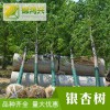 實生銀杏樹經銷商-秋季銀杏樹直銷-錦鴻興