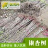 19公分銀杏樹價格表-基地直發銀杏樹-錦鴻興
