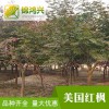美國紅楓苗圃基地美國紅楓基地-耐寒美國紅楓-錦鴻興