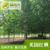 美國紅楓樹苗價格-美國紅楓小苗價格-錦鴻興-貨到付款
