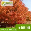 美國紅楓苗圃基地美國紅楓基地-美國紅楓樹苗-錦鴻興