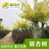 22公分銀杏樹-南方北方種植-錦鴻興-銀杏樹之鄉批發