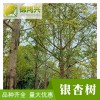 實生銀杏樹經銷商-實生苗木嫁接苗-錦鴻興-銀杏樹小苗
