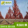 美國紅楓秋火焰-12紅楓美國紅楓價格-錦鴻興