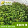8公分美國紅楓價格-美國紅楓紅冠-錦鴻興-量大從優
