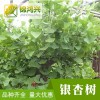大規格實生銀杏樹報價-銀杏樹質優價廉現挖現發-錦鴻興