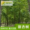 供應2-10公分銀杏樹-實生銀杏樹規格-錦鴻興