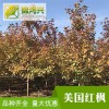美國紅楓紅點-2020年美國紅楓價格-錦鴻興-苗圃直銷