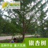 銀杏小苗庭院種植-實生銀杏樹-錦鴻興-銀杏樹苗價格低