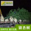 銀杏基地-銀杏樹價格低-錦鴻興-銀杏樹報價低
