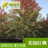 直銷美國紅楓-美國紅楓小苗價格-錦鴻興-行道樹綠化