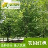 8公分美國紅楓價格-美國紅楓樹苗-錦鴻興-行道樹綠化