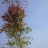 基地直銷美國紅楓 京雷 專業(yè)種植 美國紅楓規(guī)格全 正宗美國紅楓