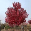 美國紅楓園林用途 京雷 規(guī)格齊全 常年供應美國紅楓 15公分美國紅楓